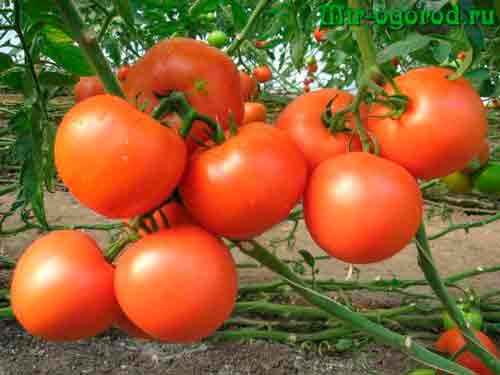 Способы подкормки рассады томатов золой