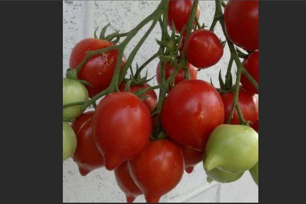 Сорт томатов «будёновка» опыт овощевода