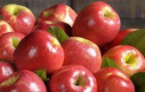 Описание и характеристики яблони сорта заветное, посадка, выращивание и уход