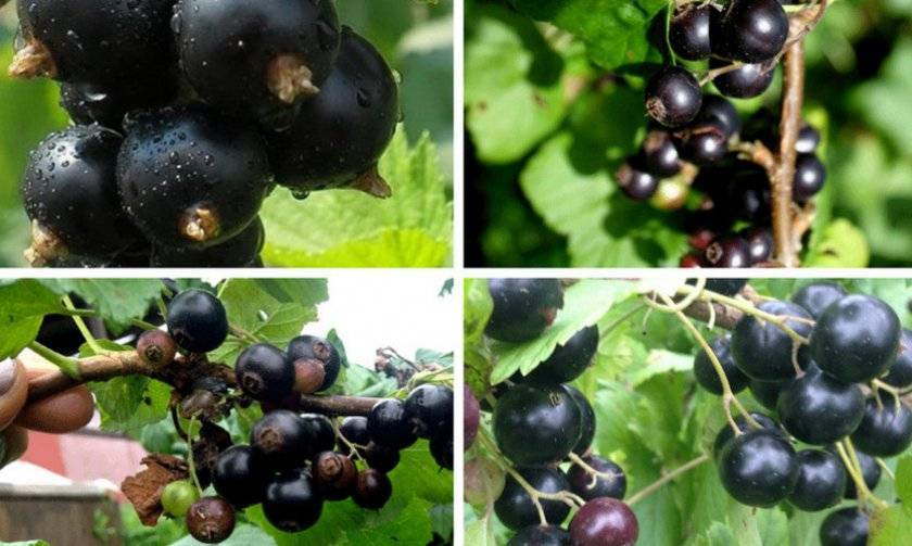 Черная смородина: лучшие сорта и агротехника выращивания