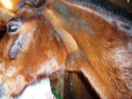 Инфекционные болезни лошадей: перечень и симптомы