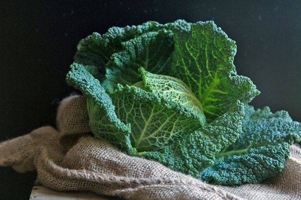 Савойская капуста: польза и вред, рецепты блюд и заготовок