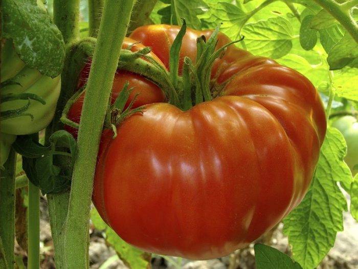Описание сорта томата малиновый гигант — как поднять урожайность