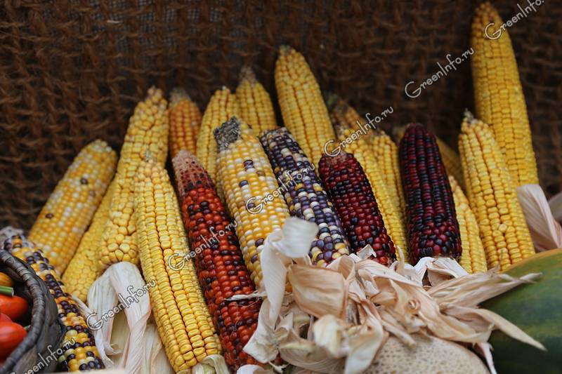 Можно ли есть цветную кукурузу и как ее правильно вырастить?