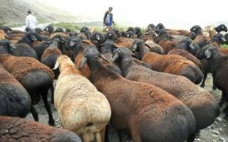 Эдильбаевская порода овец: описание, особенности содержания и разведения