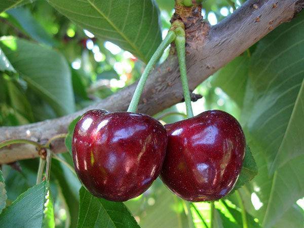 На какой год плодоносит вишня, после посадки саженца, сколько раз в жизни