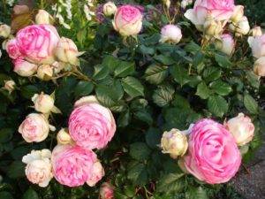 Описание розы сорта крокус роуз, особенности посадки и ухода
