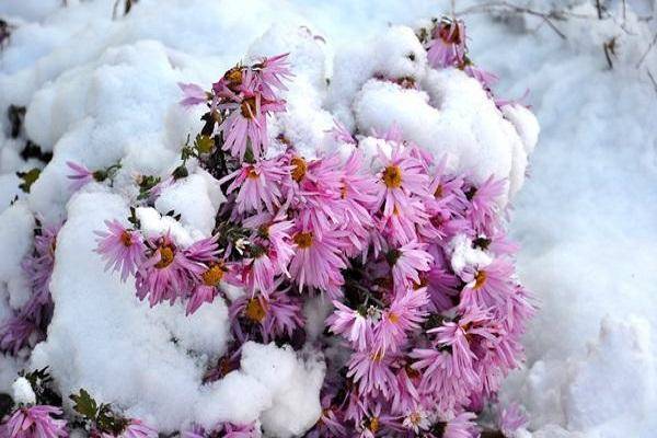 Как подготовить хризантемы и сохранить их зимой, не выкапывая