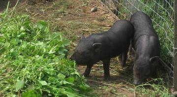 Вьетнамская вислоухая свинья – преимущества породы и особенности выращивания