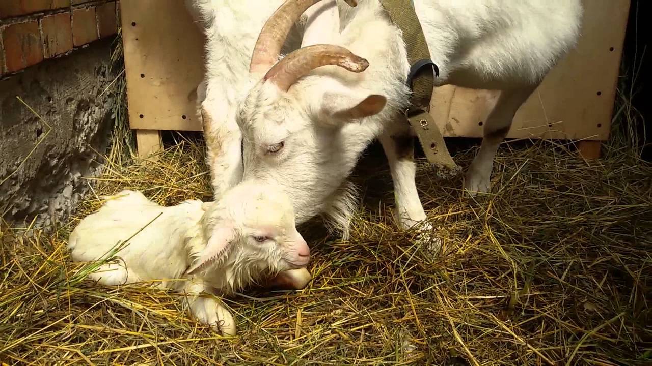 Как правильно доить козу — когда начинают, сколько раз в день, когда прекращать перед окотом