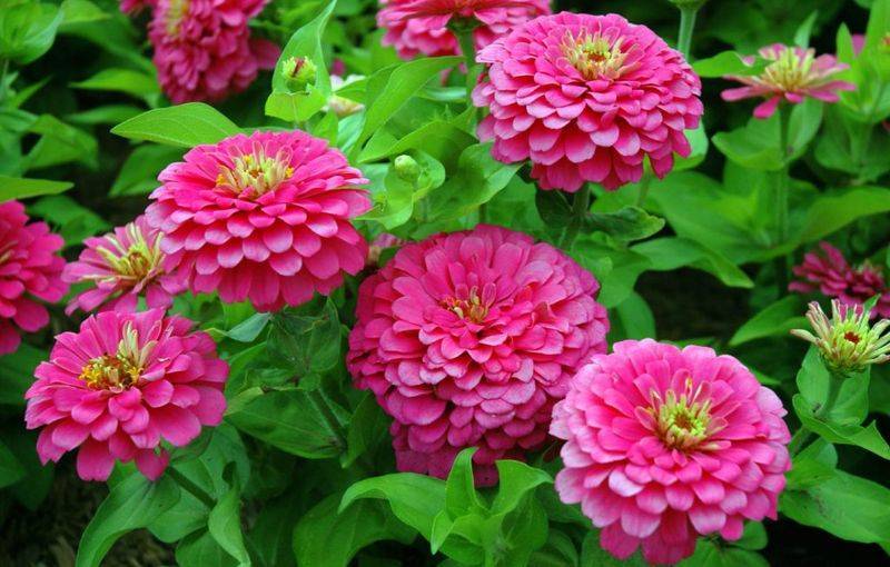 Цветы «циния» для сада: сорта с фото и описанием, посадка и уход