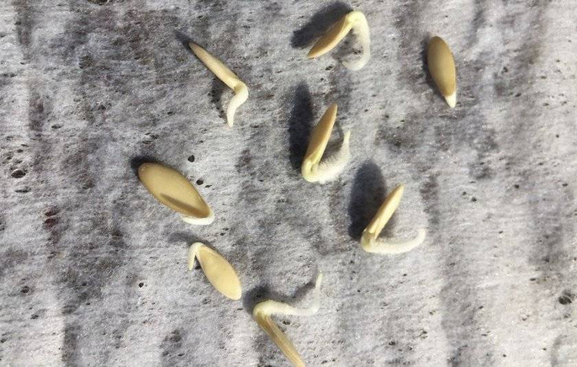 Проращивание семян огурцов — первый шаг к доброму урожаю