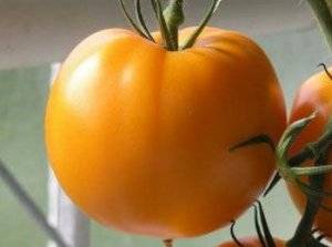 Сорт томата король сибири