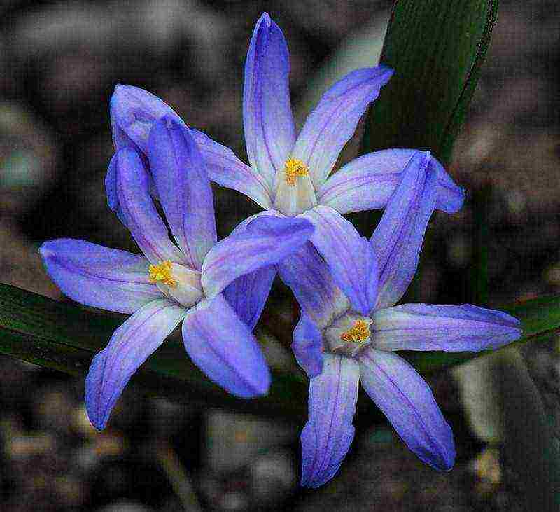 Цветок хионодокса — украшение для сада