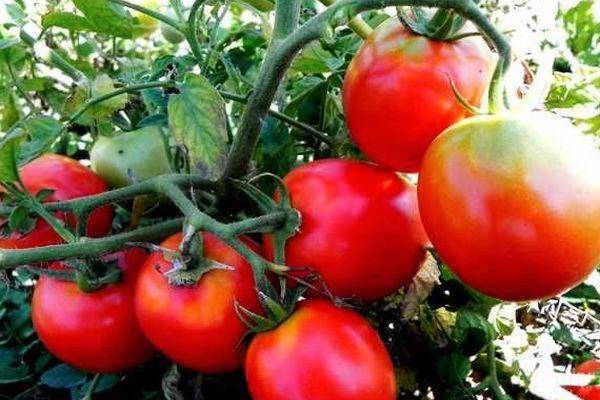 Описание и характеристики сорта томата засолочное чудо, его урожайность