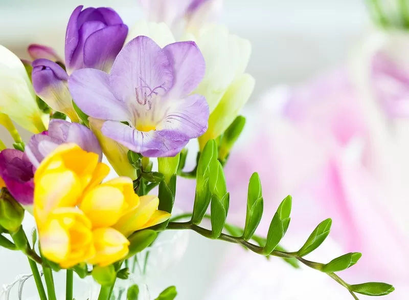 Цветок фрезия, посадка и уход, фото растения