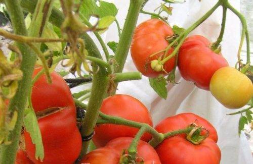 13 проверенных сортов томатов, которые я рекомендую посадить