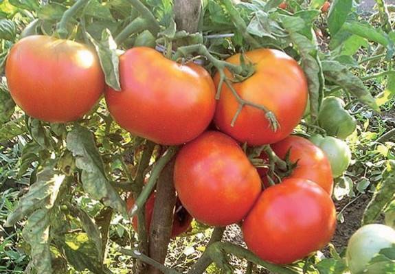 Описание сорта томатов Алые паруса и их характеристика