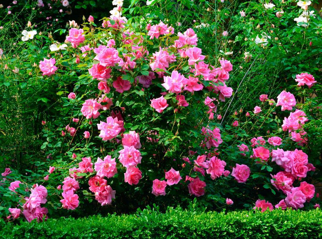 Описание лучших сортов розы грандифлора, технология выращивания