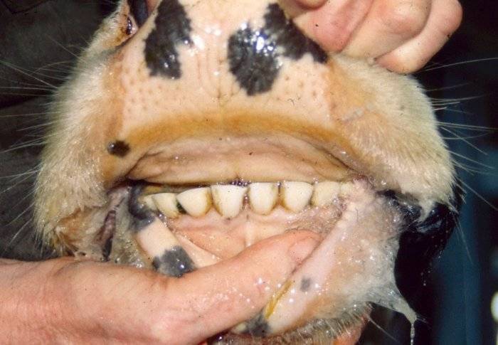 Сколько зубов у овцы. определение возраста по зубам. подготовка маток и баранов к случке