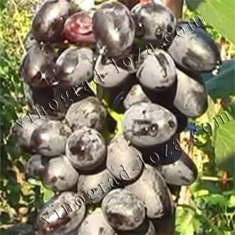 Сорт винограда кишмиш лучистый — описание, фото, отзывы.
