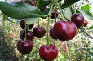 Лучшие сорта вишни для сибири - 25 самых крупных, вкусных, сладких