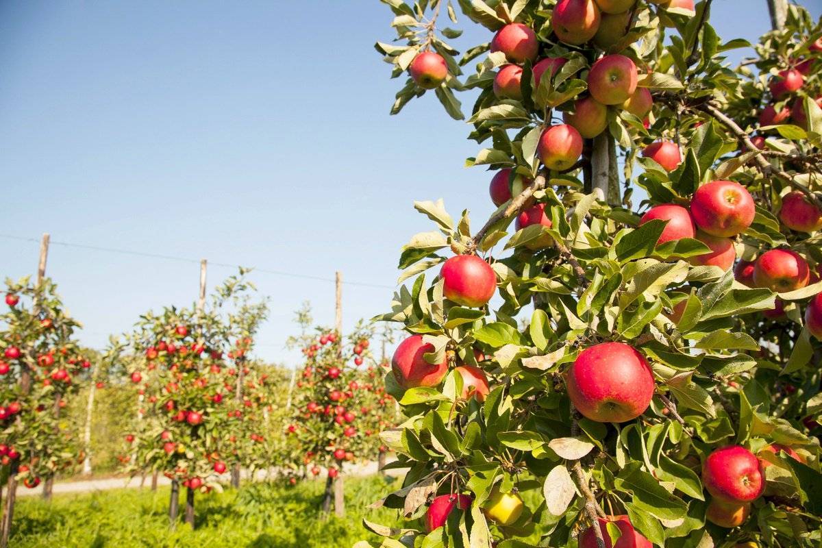 Сорта колоновидных яблонь для россии – обзоры с фото, посадка и уход, когда начинают плодоносить