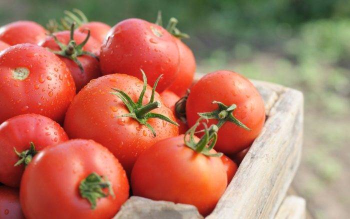Характеристика и описание сорта томата быстренок, его урожайность