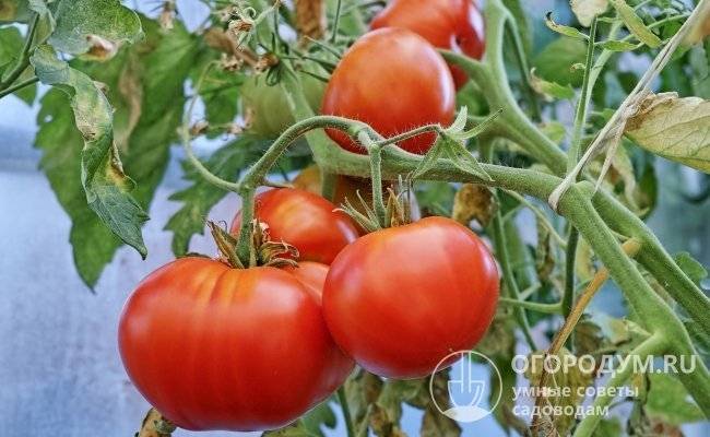 Отечественный томатный сорт король сибири — описание и выращивание
