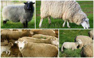 Выбор курдючной породы овец и баранов