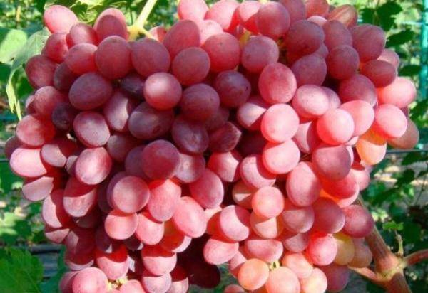 Выращивание морозостойкого винограда памяти домбковской