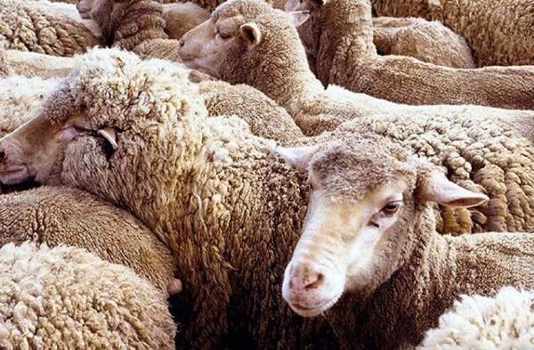 Эстроз овец: лечение, симптомы, профилактика