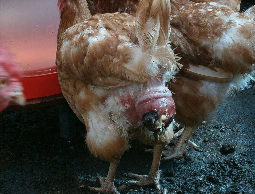 Что делать, если у курицы выпал яйцевод, причины и лечение