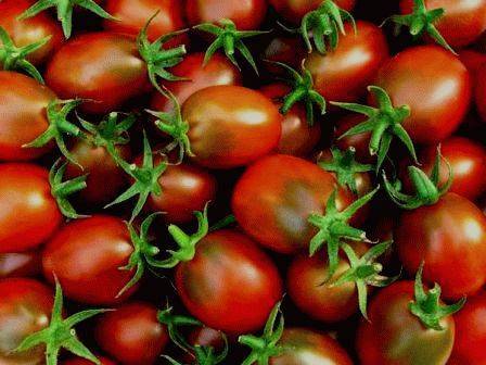 Архив метки: томаты