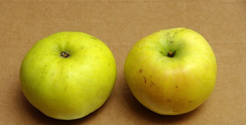 Описание сорта яблонь победа (черненко) и характеристики урожайности