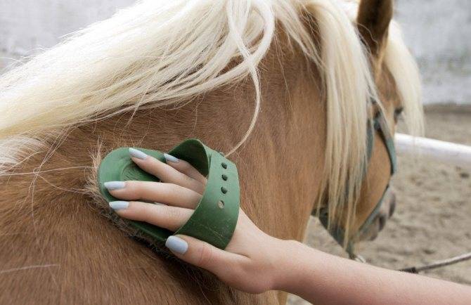 Если есть у вас лошадь: учимся правильно ухаживать