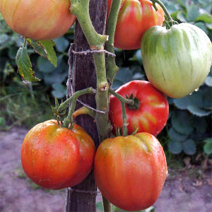 Дакоста португальская томат