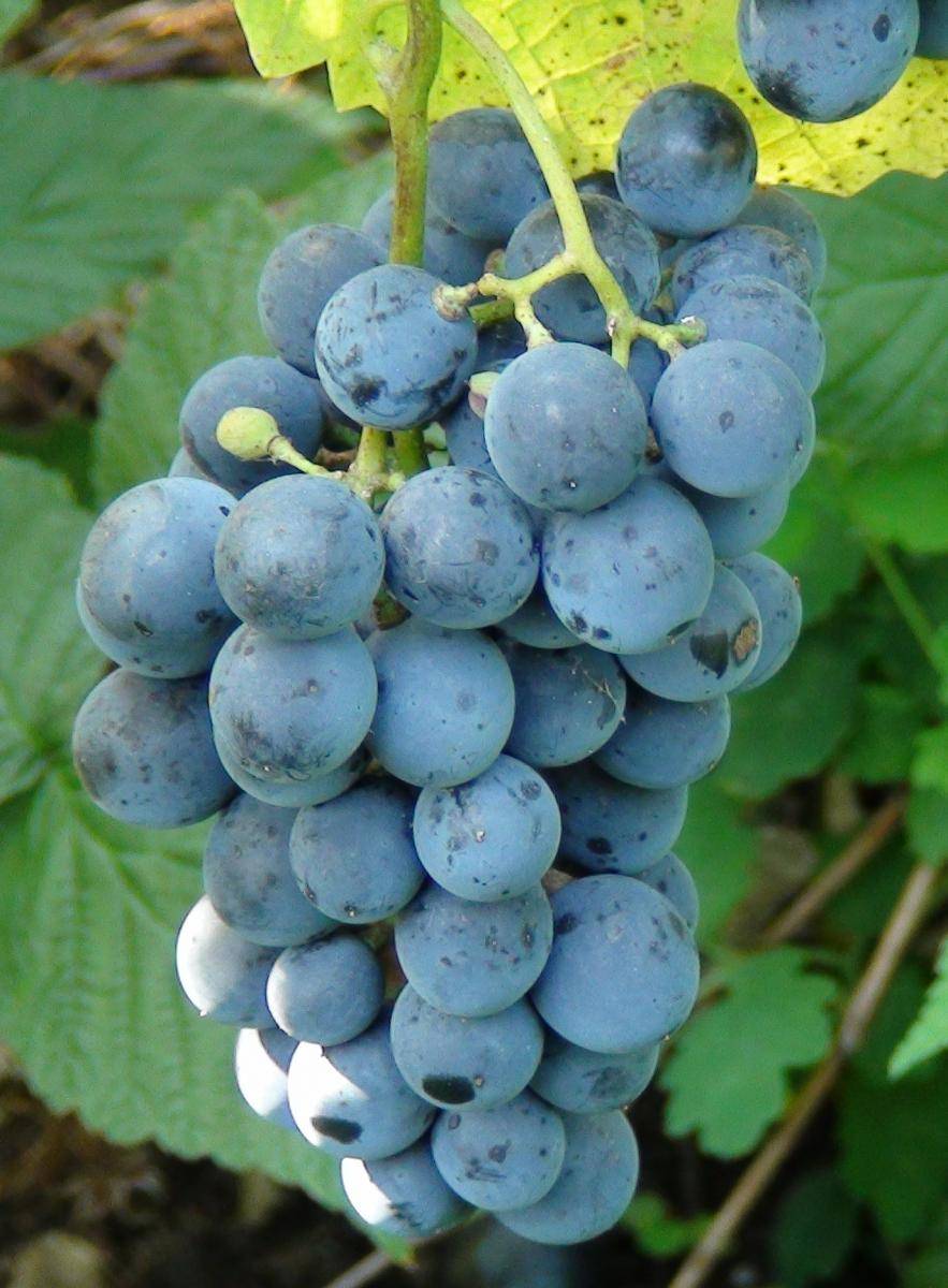 Виноградный сорт мукузани — описание и особенности выращивания