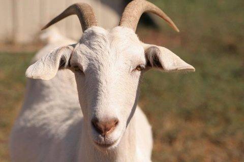 Как определить беременность козы?