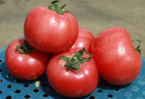 Характеристика и описание сорта томата Пинк Клер, его урожайность