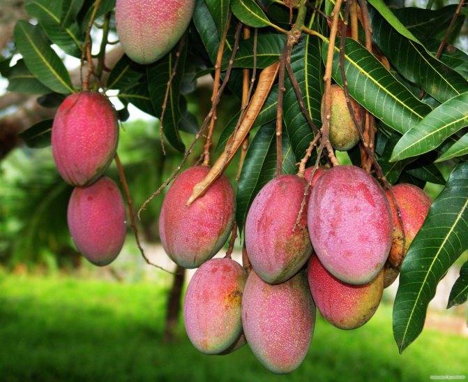 Как выглядит манго: 140 фото и видео выращивания фрукта в домашних условиях. советы как правильно ухаживать за комнатным деревом