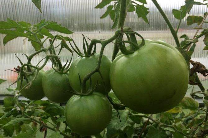 Чем хорош томат спасская башня: характеристика и описание сорта