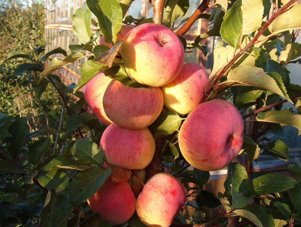Яблоня ауксис – 8 особенностей и 10 советов по посадке и уходу