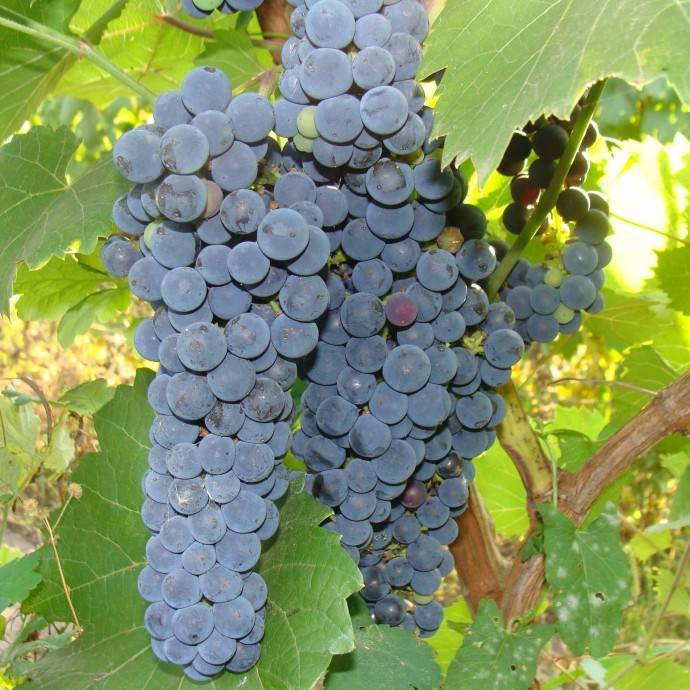 Описание черного и белого сорта винограда Амурский, посадка и уход, размножение