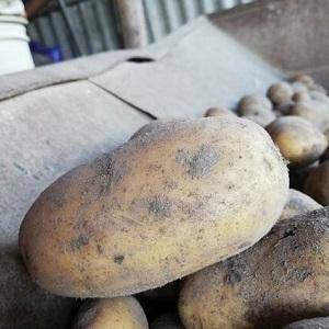 Крепкий и вкусный сорт картофеля «боровичок»: описание сорта, характеристика, фото