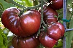 Характеристика и описание сорта томата бренди розовый, его урожайность