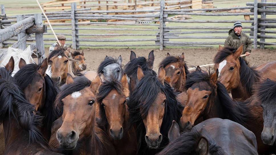 Русские породы лошадей: описание, список лучших и история разведения