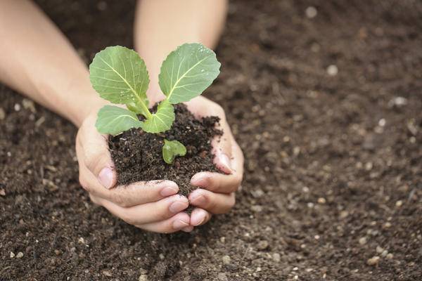 Все о выращивании цветной капусты: от посева семян до сбора урожая