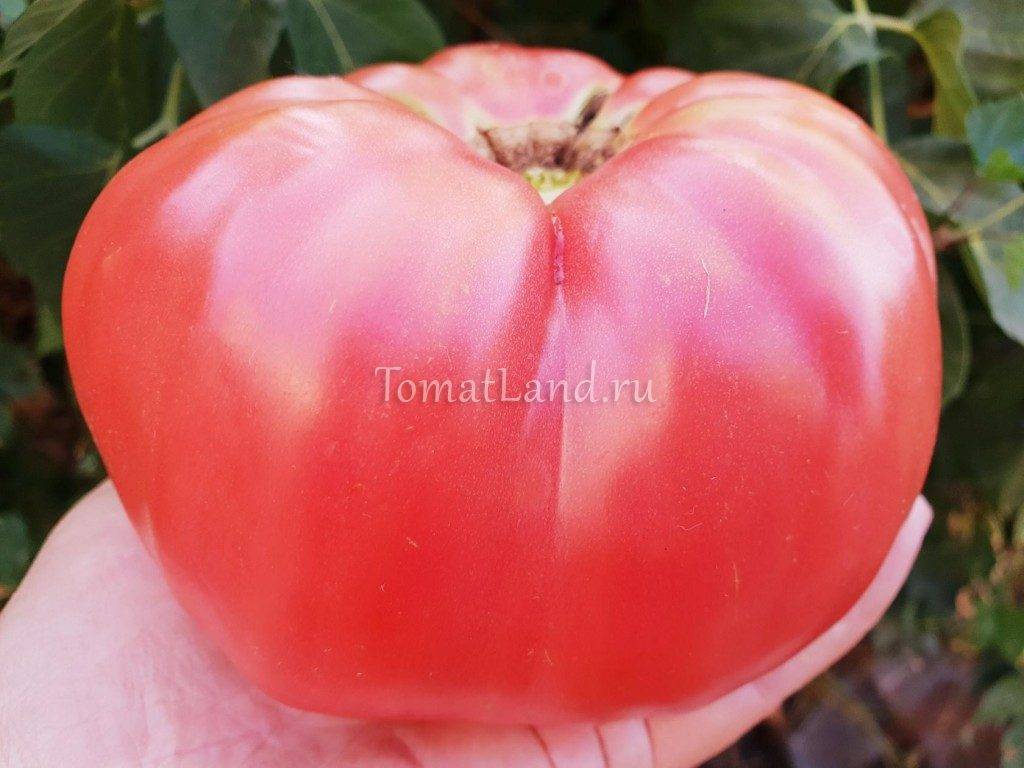Описание сорта томата вельможа — как поднять урожайность