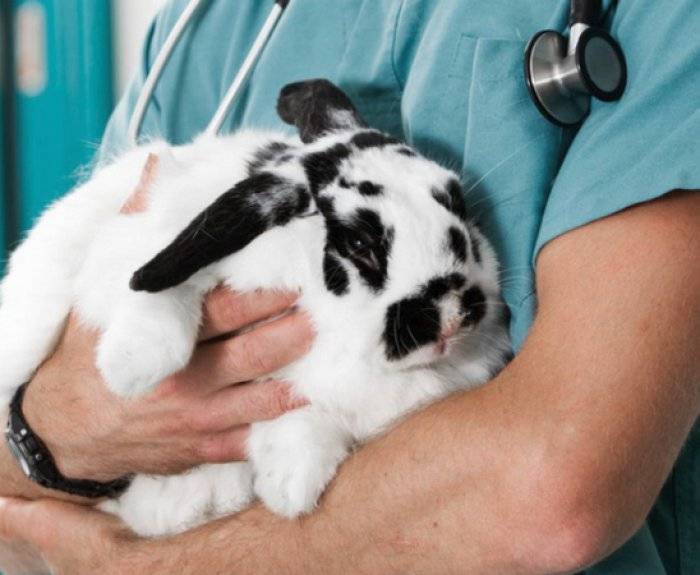 Прививки для кроликов и когда их делать